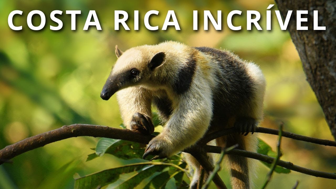 COSTA RICA INCRÍVEL: O santuário animal do mundo