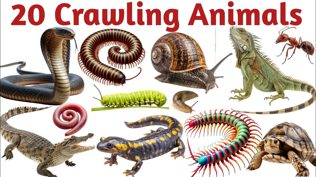 20 Crawling Animals Names with Pictures | Animal Names for Kids | Kids Learning Video |