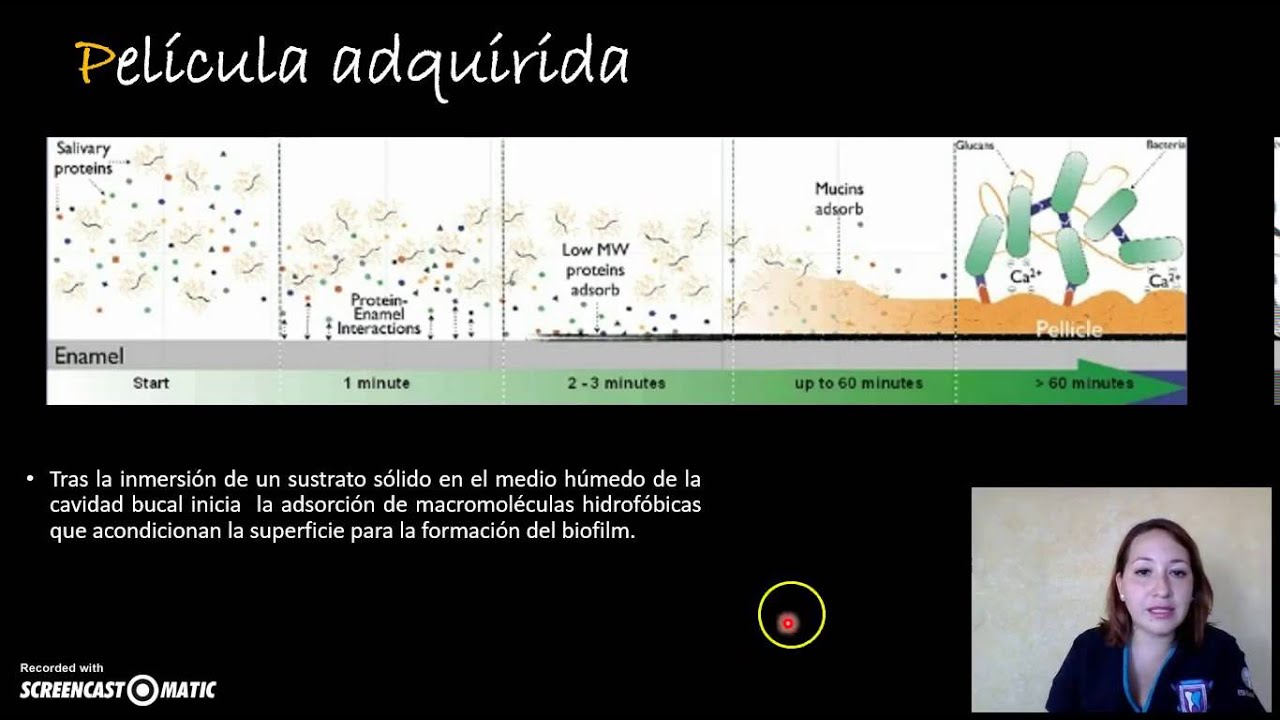 Formaci&oacute;n de la Placa Bacteriana