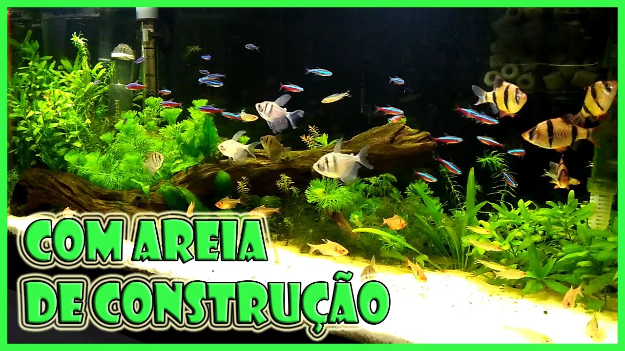 Um dos aquários com peixe neon mais bonitos que já vi!