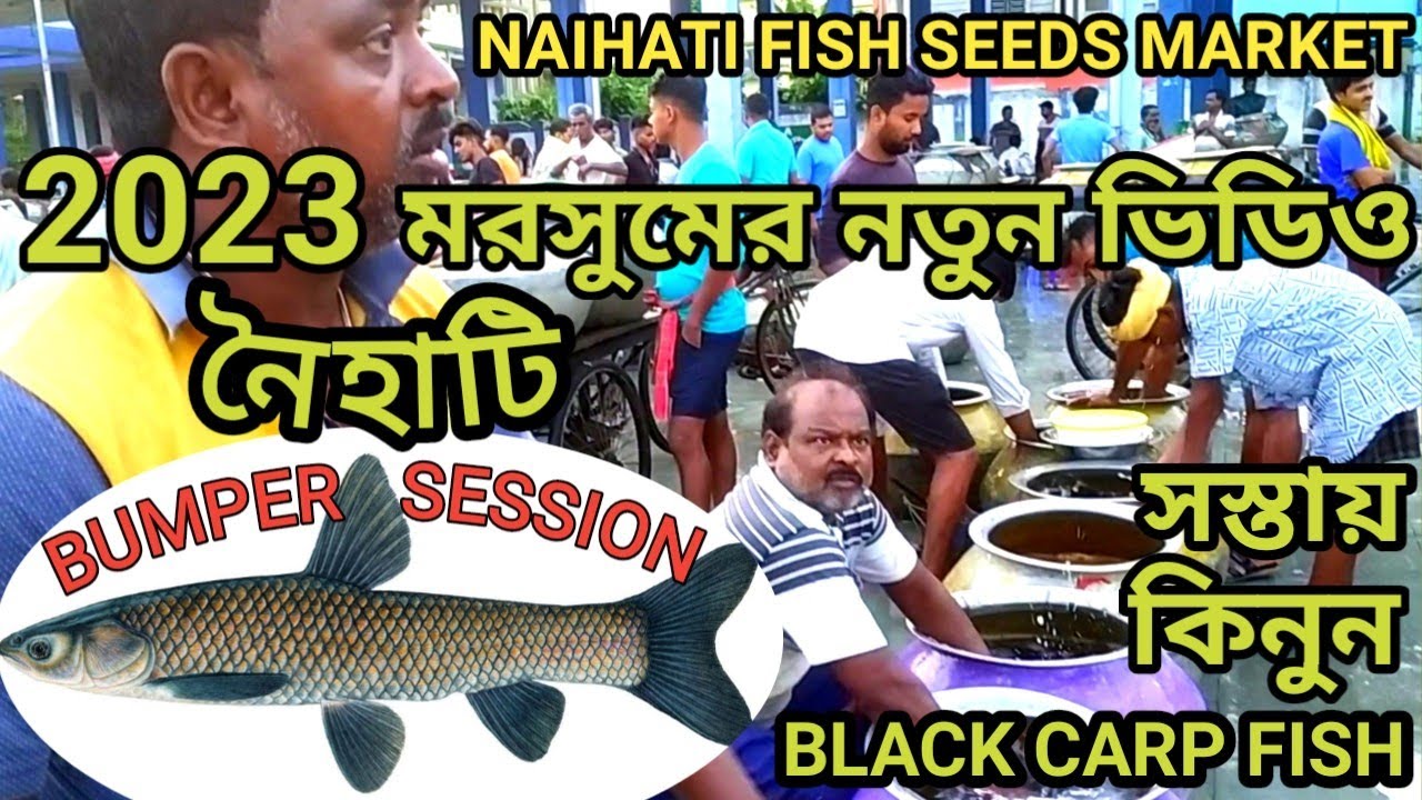 নৈহাটি2023 মরসুমের নতুন ভিডিও/সস্তায় কিনুন BLACK CARP FISH/NAIHATI FISH SEEDS MARKET/BUMPER SESSION