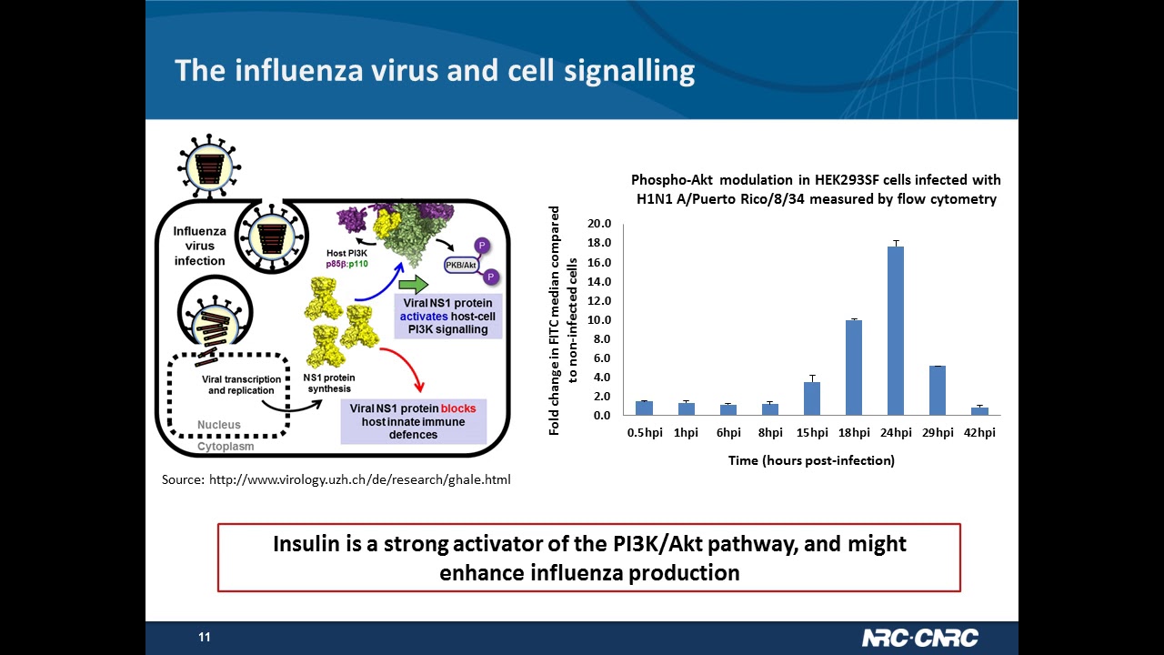 Insulin Improves Cell Growth and Influenza Yield in a HEK293 Suspension Cell Line