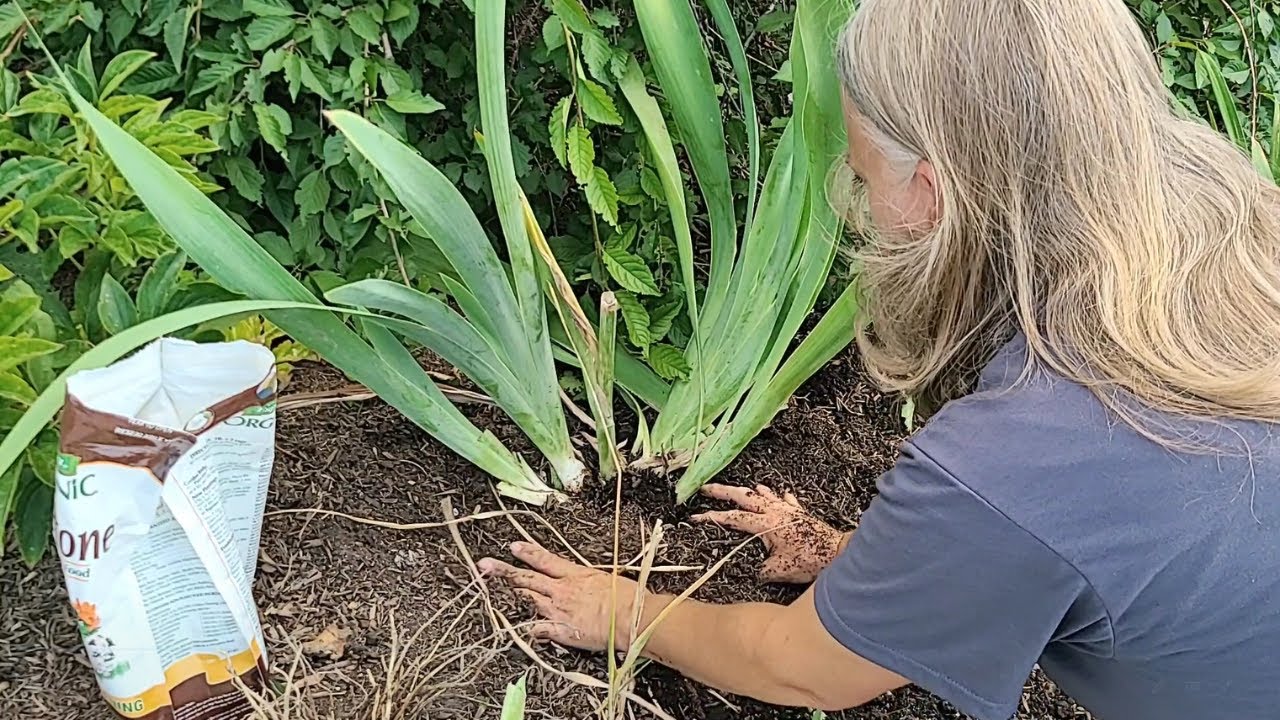 How to Divide and Transplant Iris