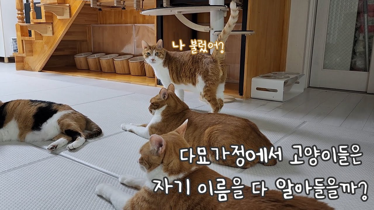 다묘가정에서 고양이들은 자기 이름을 다 알아들을까?