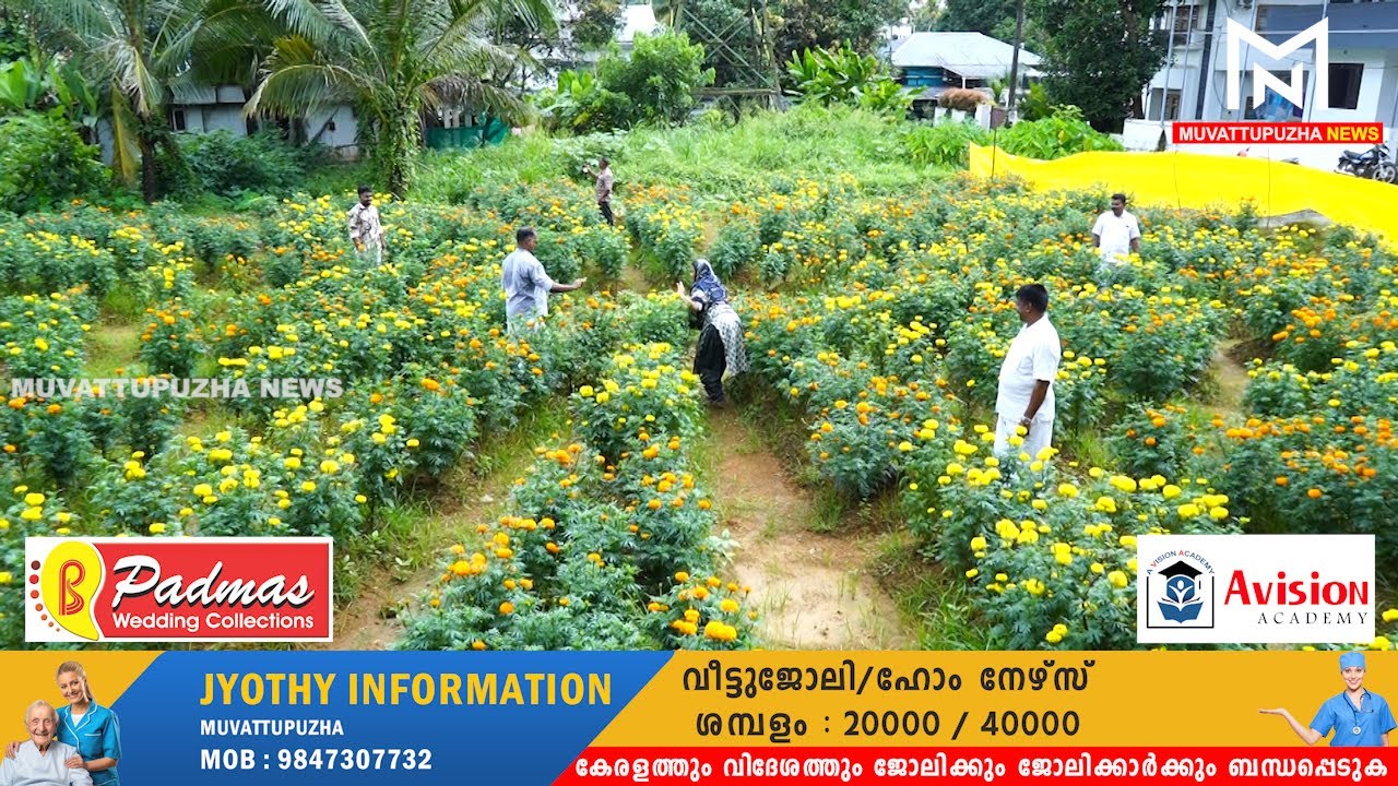 സന്ദര്‍ശകരുടെ കണ്ണും മനവും നിറച്ച്  പേഴയ്ക്കാപ്പിള്ളിയിലെ ചെണ്ടുമല്ലി കൃഷി...