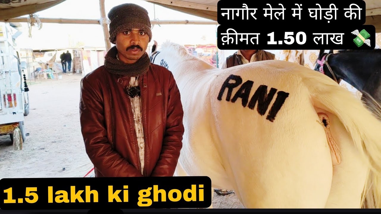 Nagaur Mele mein ghode ki kimat ?#horse 