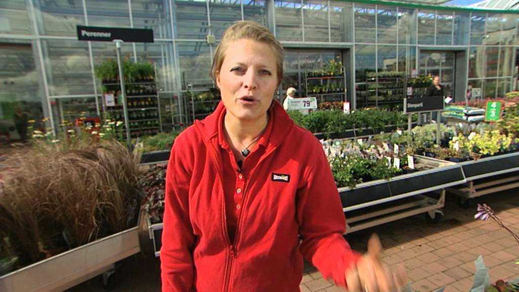Plantagen - Skuggig rabatt, perenner.mov