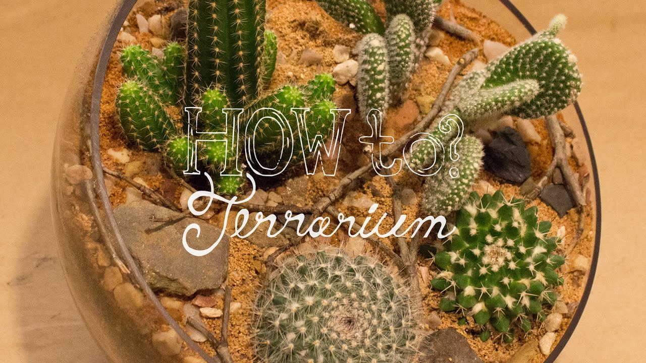 Make a Cactus Terrarium - How To Terrarium ep. 4