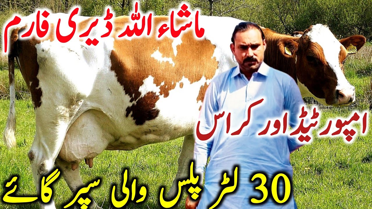 Australian Cow | Imported Cow | Holstein Friesian Cow Salam Bhalwal || Global Village Farming