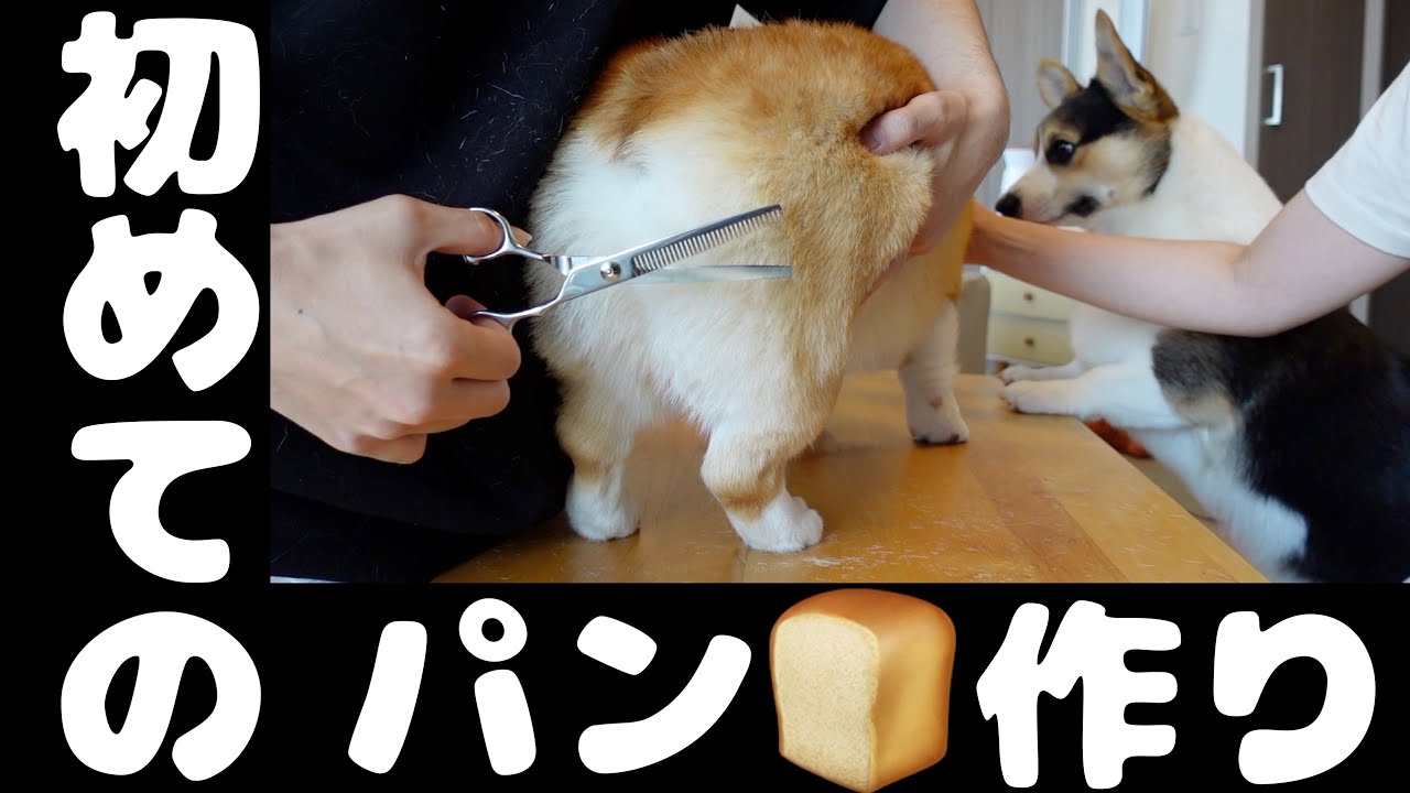【お尻カット】食パンカットしたら本当に食パンになってしまったコーギー兄弟🍞皆さんもおひとついかがですか⁉️ぽんとでん産ですよ♪
