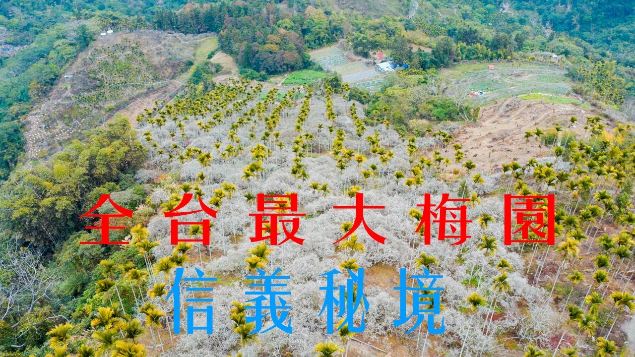 獨家秘境 | 滿山谷梅花如雪綻放，療愈金曲 貝多芬第五號交響曲震撼呈現 | 片長7分31秒#空拍#Aerial photography#療愈音樂