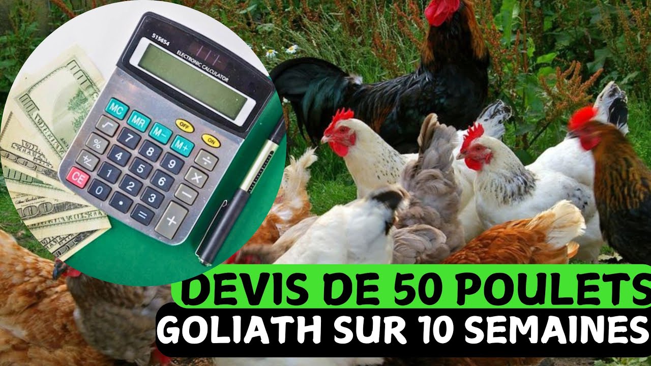 DEVIS DE 50 POULETS GOLIATH SUR 10 SEMAINES