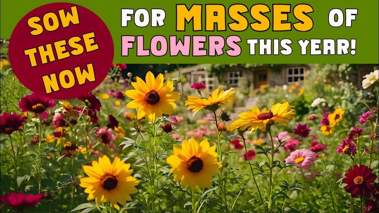 Sow these seeds now for MASSES of flowers this, same year. 17, easy to grow varieties for any zone
