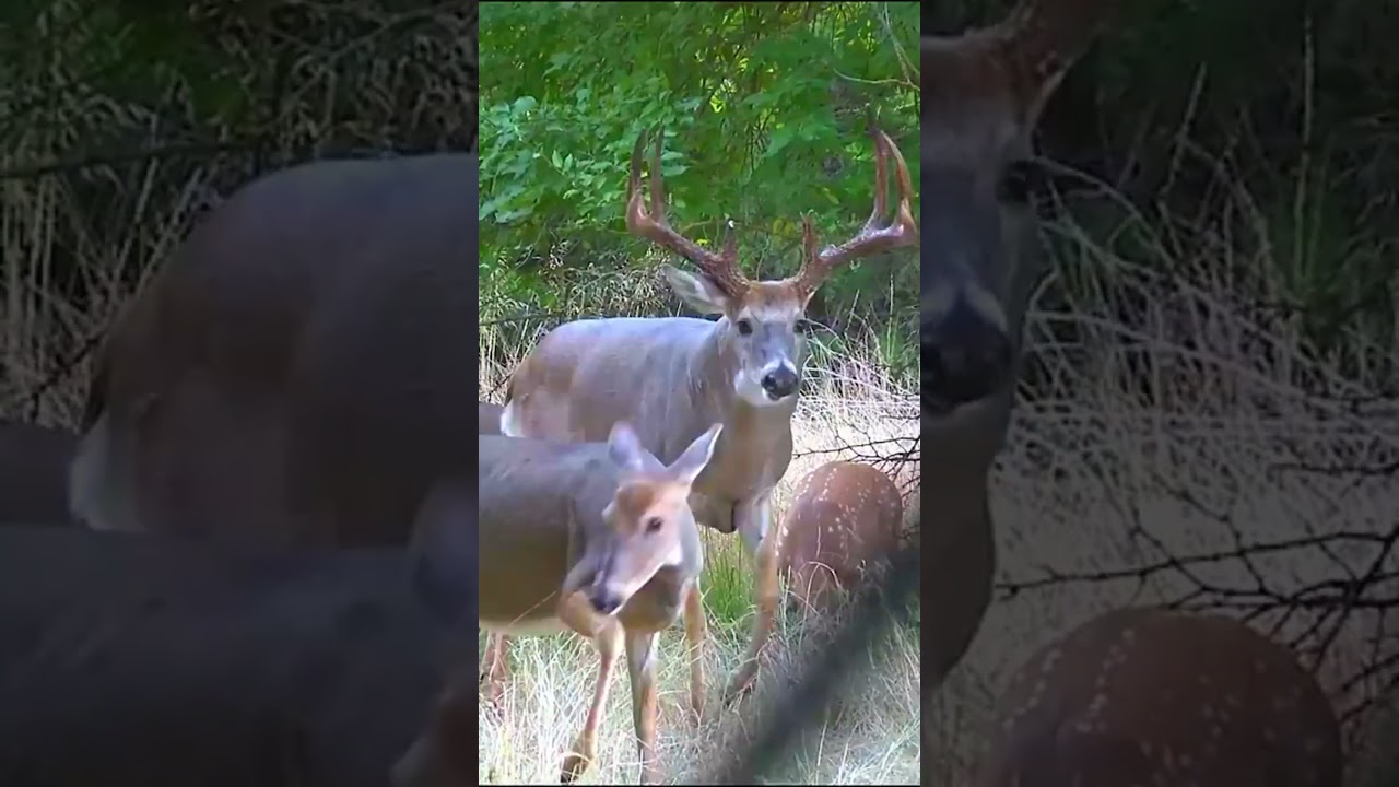 Can the deer escape the hunter?क्या हिरण शिकारी से बच सकता है?