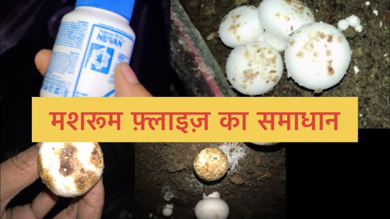मशरूम फ़्लाई का समाधान । Brown Colour in Mushroom |