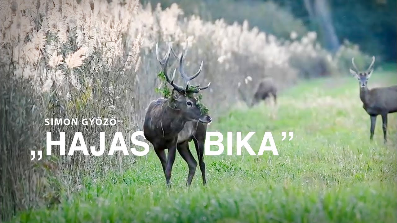 A „hajas” bika