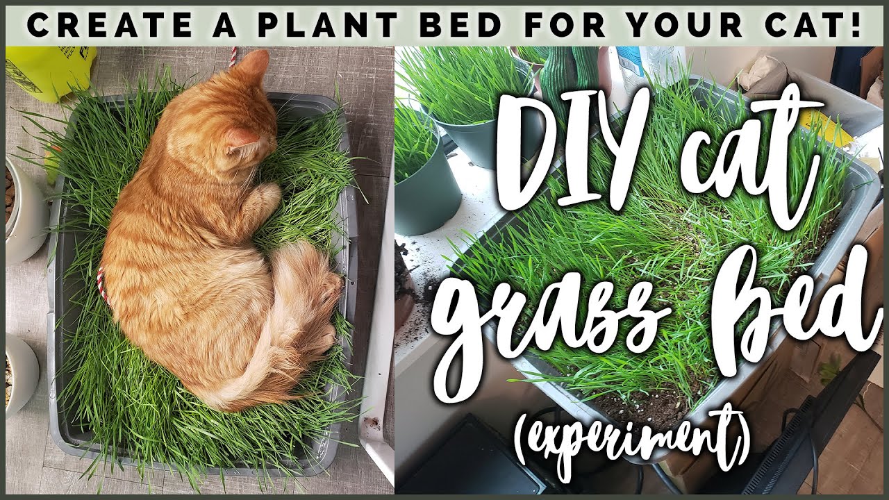 I made my cats a BED OF GRASS?! Cat Grass Bed Tutorial & Experiment