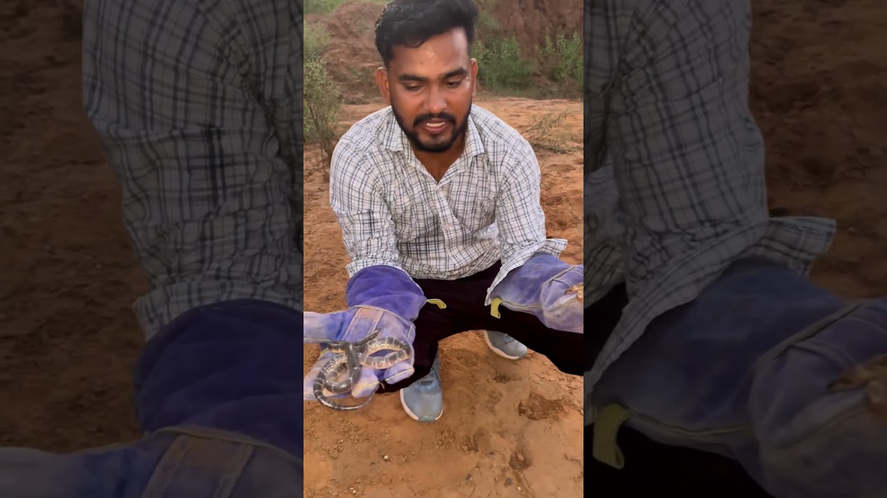 common krait vs wolf snake #cobrarescue #animalrescue #cobrasnake