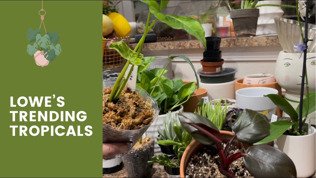Come With Me Plant Shopping! Trending Tropicals Collection by Costa Farms |
