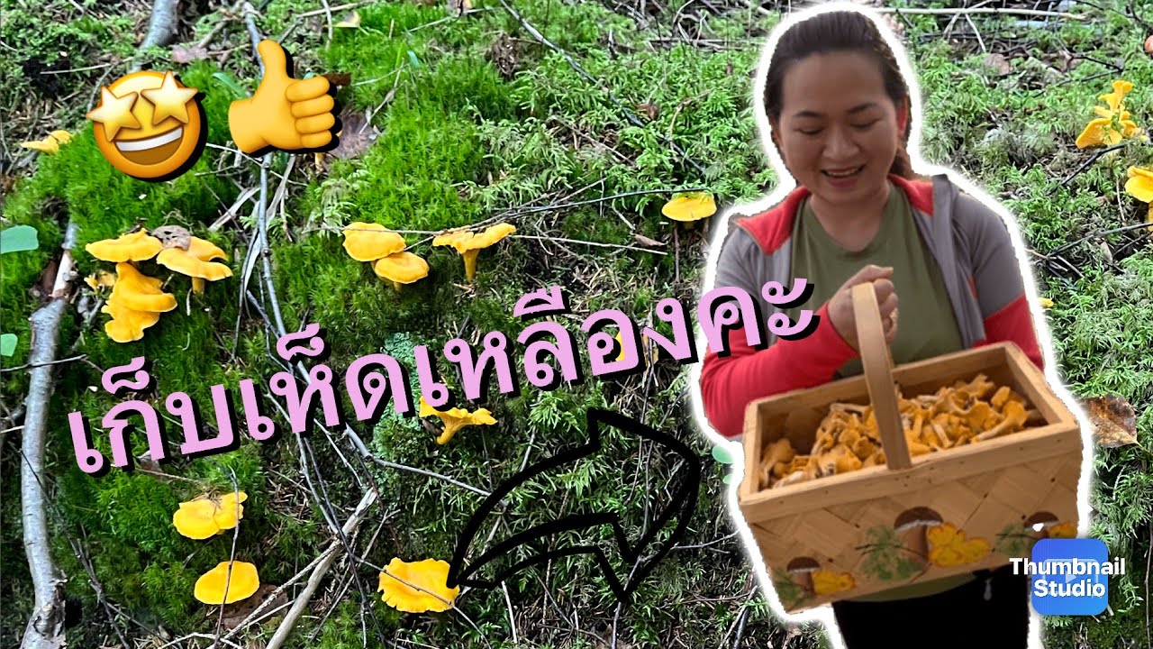เก็บเห็ดเหลืองป่าสวีเดน 🍄🍀 | I ❤️ PICK MUSHROOMS 🥰