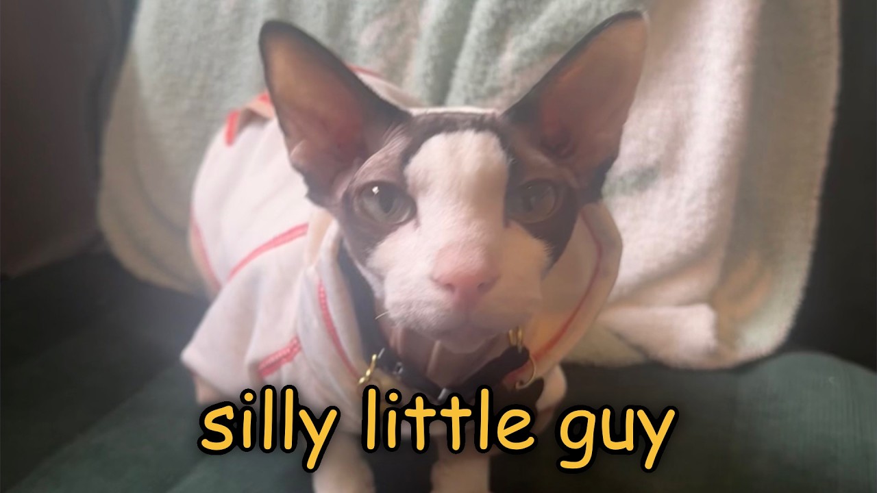Ranboo’s cat being cute and silly