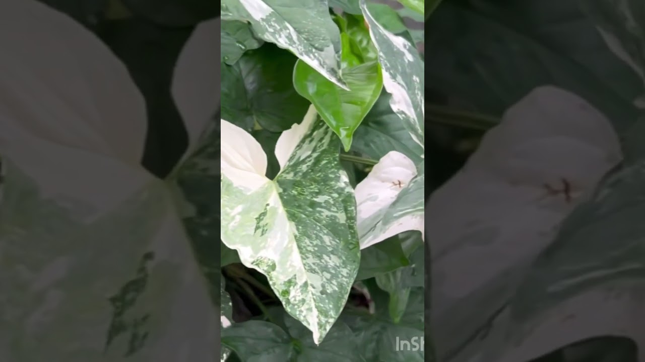 Syngonium Variegado  #syngoniums            #naturelovers #plantas