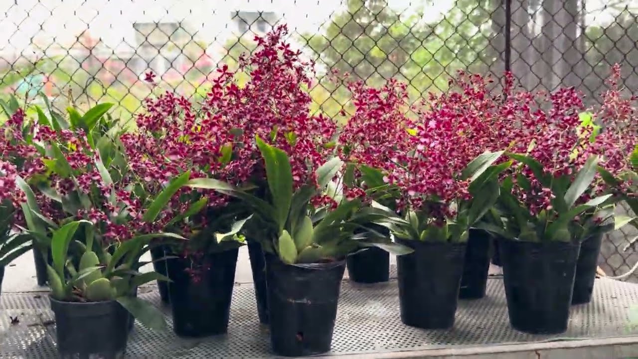 Sáng 20/12 rất nhiều hàng hoa tết phục vụ cả nhà ạ. 0393.99.88.95/0966.12.13.77
