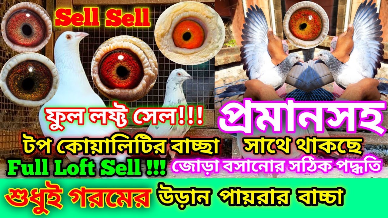 শুধুই গরমের উড়ানের জন্য পায়রার বাচ্চা সেল !!! জোড়া বসানোর সঠিক পদ্ধতি | Breeding pairs for Summar