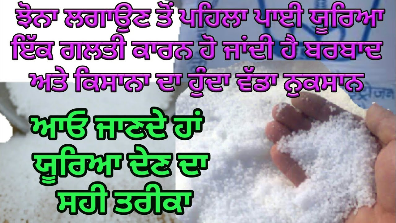 Urea application before Paddy transplantation and Nitrogen losses, by Sher Gill Markhai
