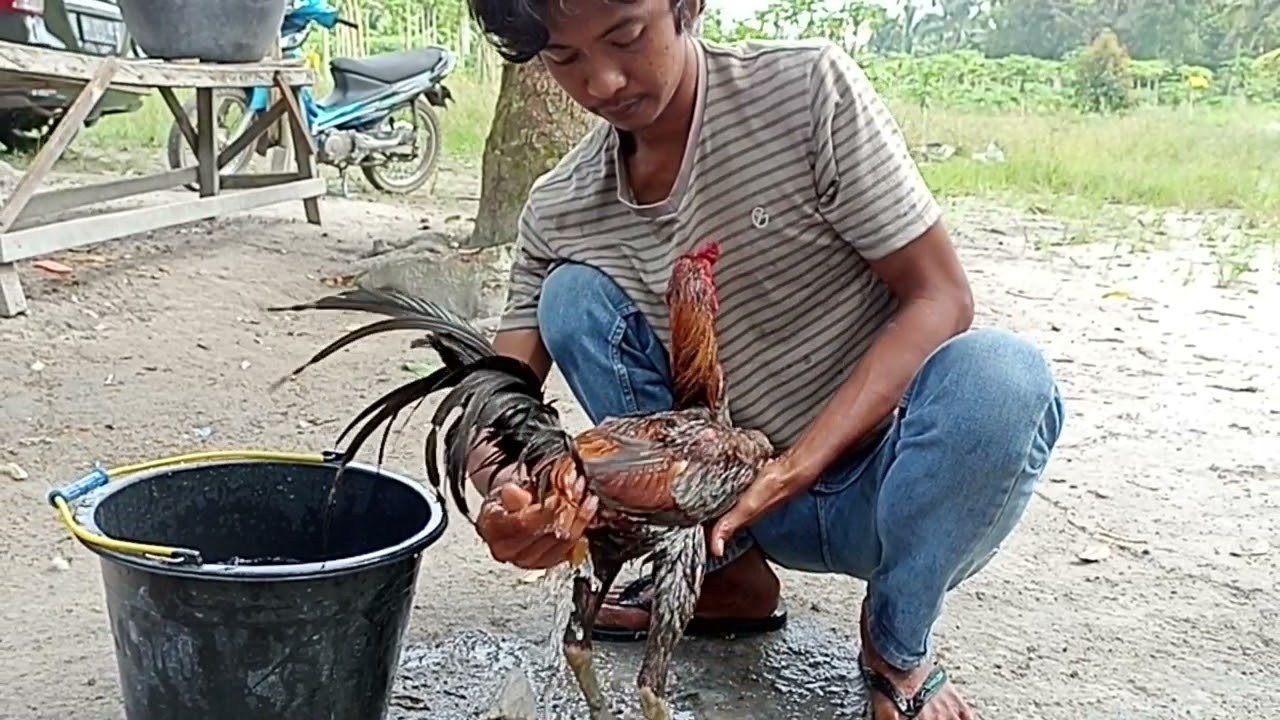 CARA..!! Mangairi Ayam "MANGON" Berbeda dengan Pola Main Teknik #03
