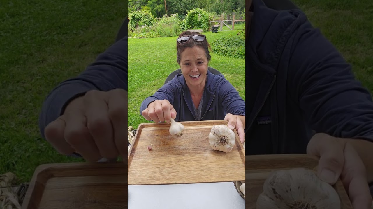 Grow LOADS of Garlic from Bulbils
