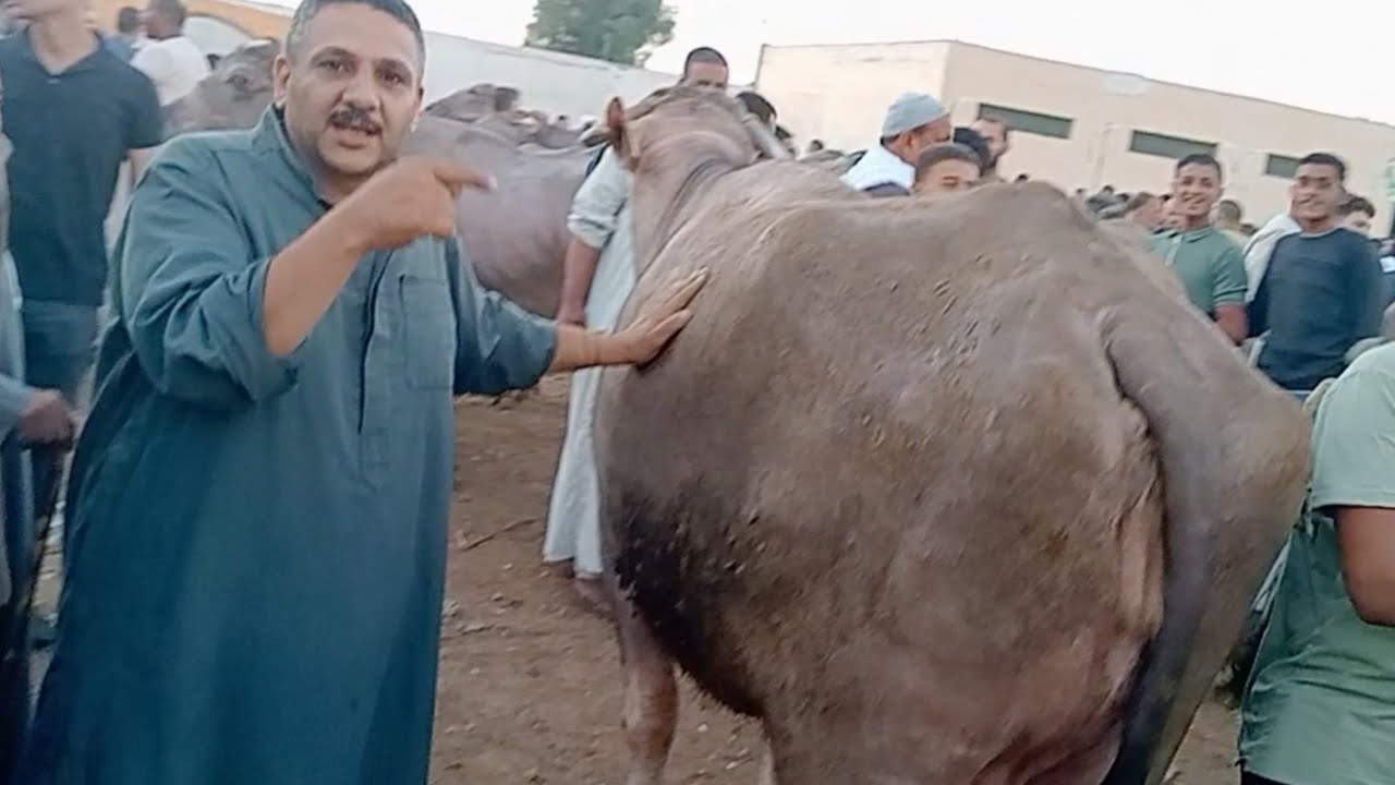 اسعار الجاموس اللحم في سوق دمنهور العمومي للمواشي يوم 2/8/2025