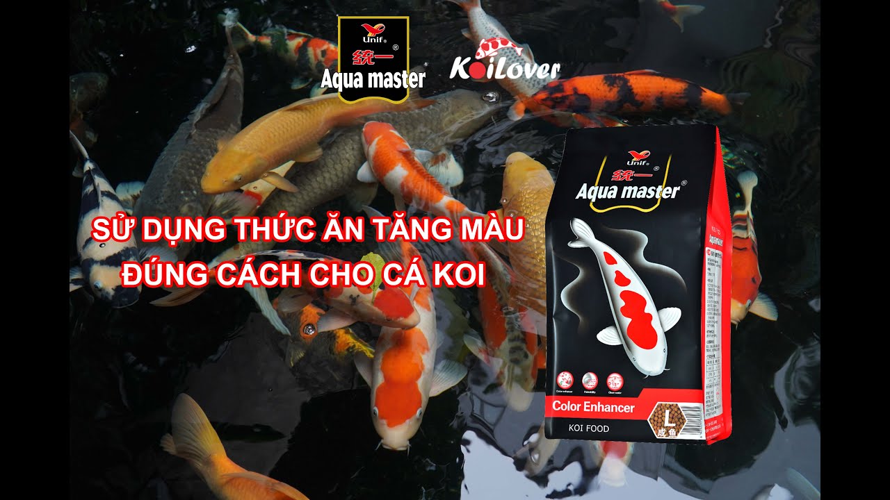 AQUA MASTER Color Enhancer - Thức ăn tăng màu cho cá Koi