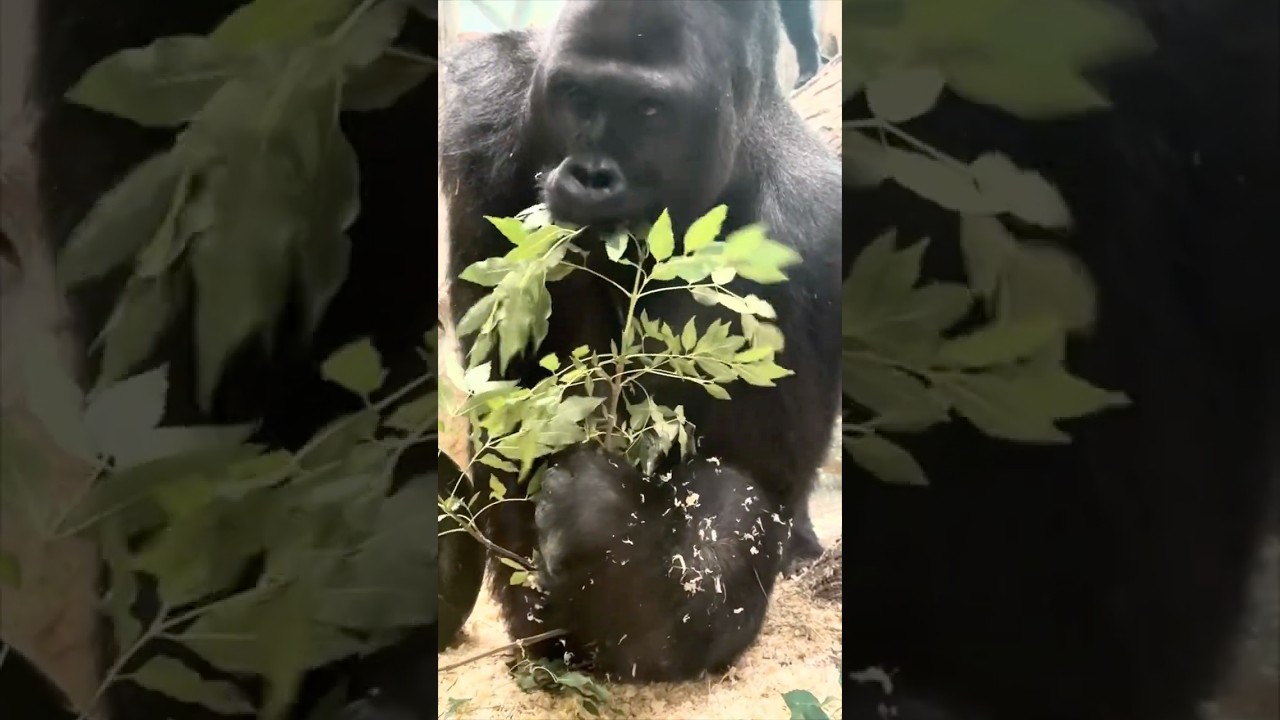 Handsome Gorilla Mac stops a big fight 💥‼️🦍 #gorilla