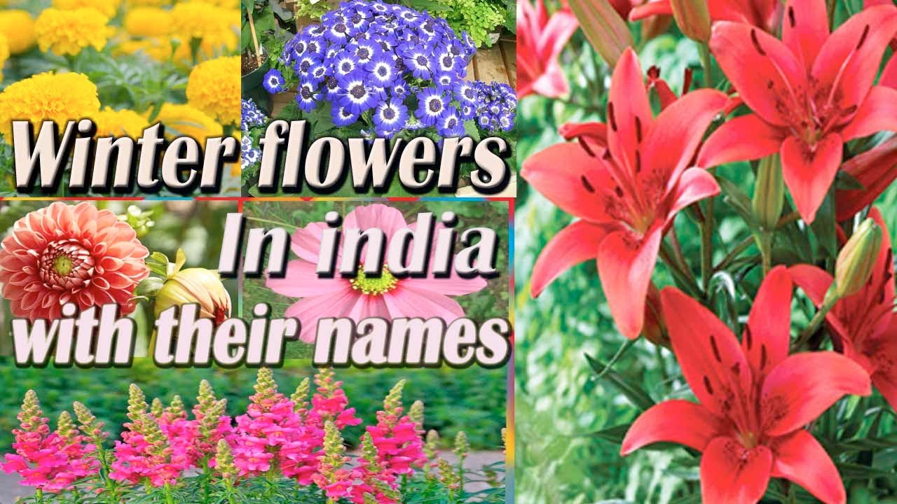 Winter flowers in India with their names//winter season flowering plant in India //15 winter flower