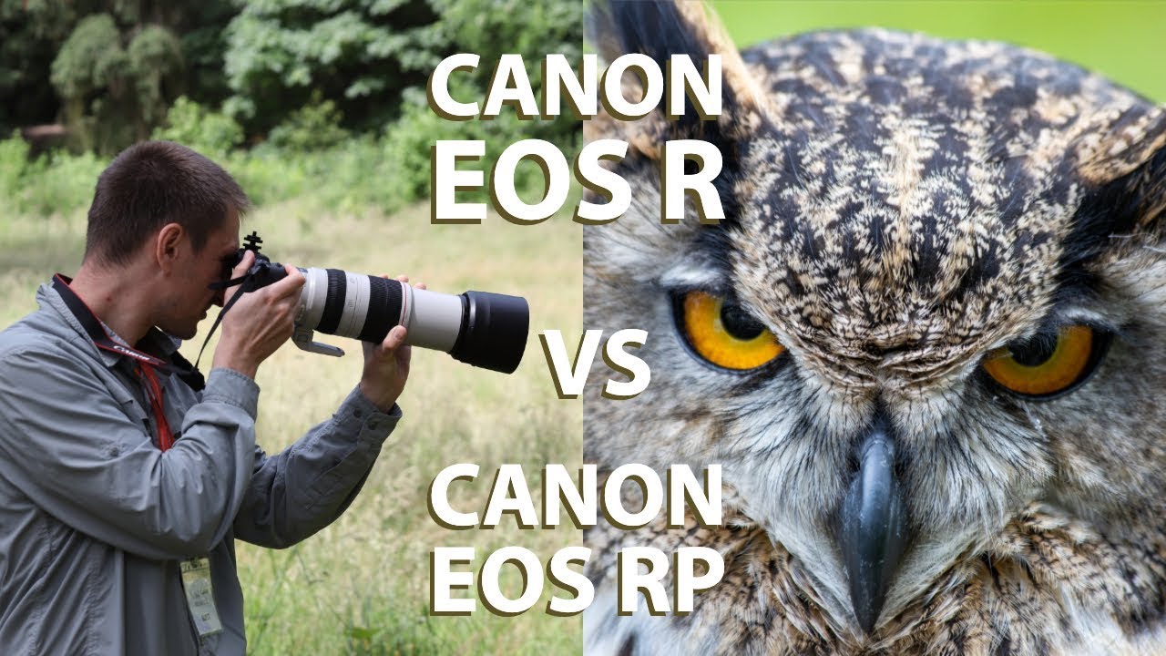 Switching to Canon?? Bird Photography with the Canon EOS R and EOS RP