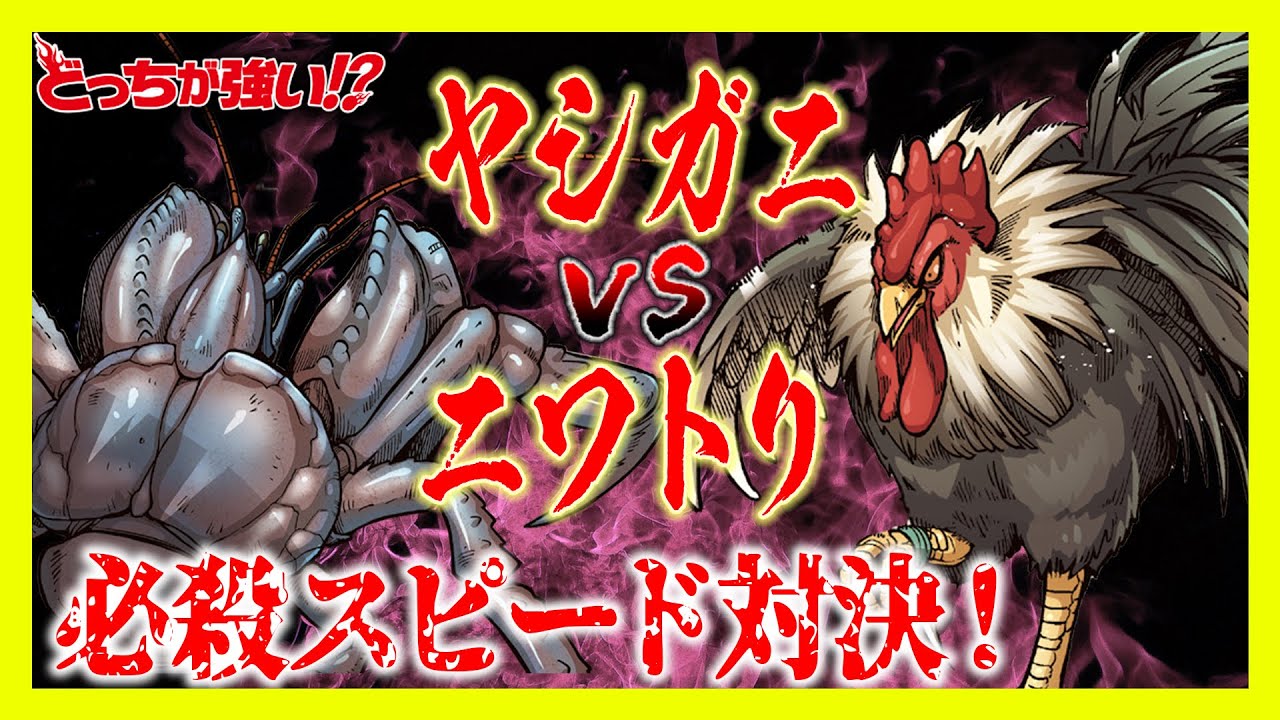 【どっちが強い】ヤシガニとニワトリが対決！必殺スピード対決!勝つのはどっちだ!?【漫画】