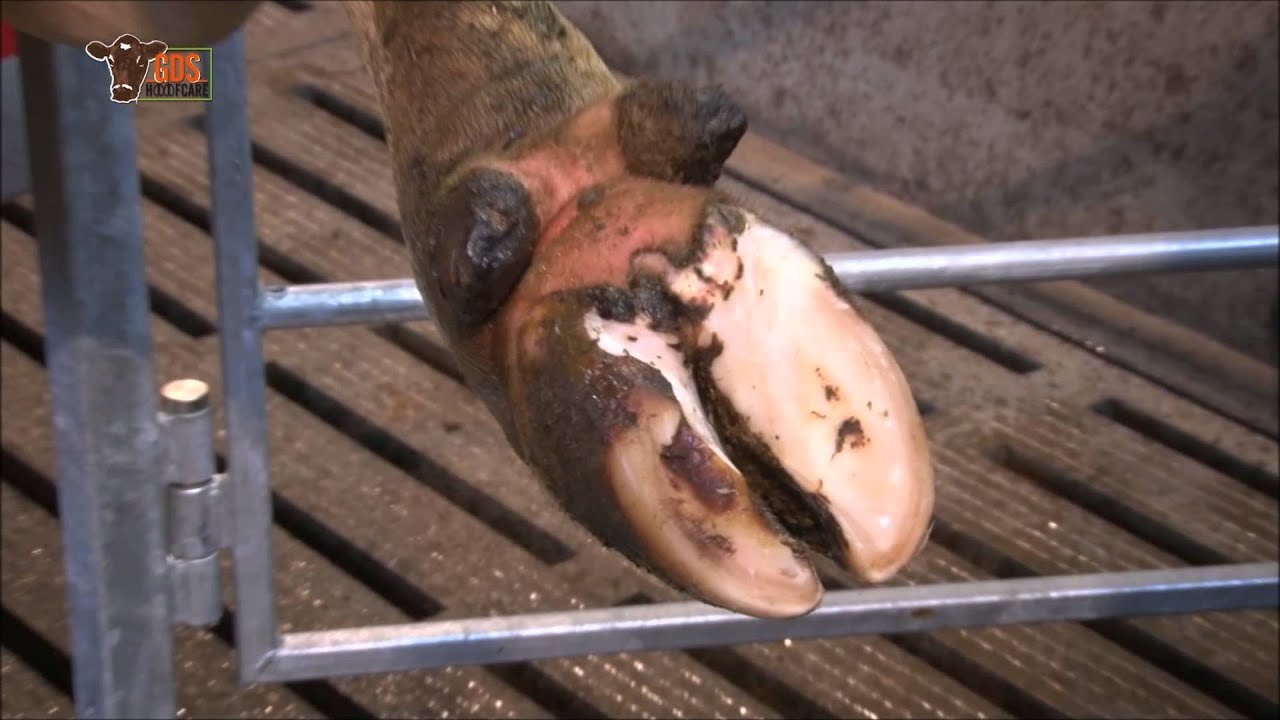 Electric foot trimming crush