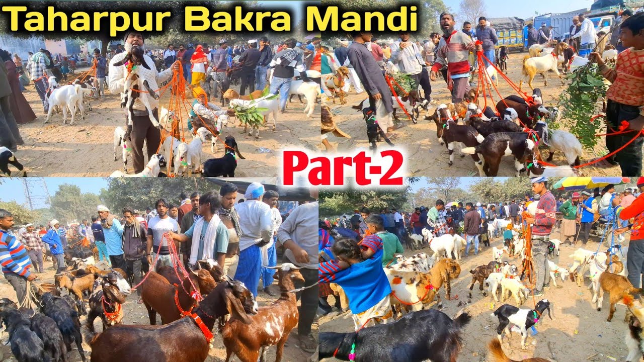 आज की मंडी का रेट |Taharpur Bakra Mandi Moradabad part-2 |Taharpur Bakra Mandi new video