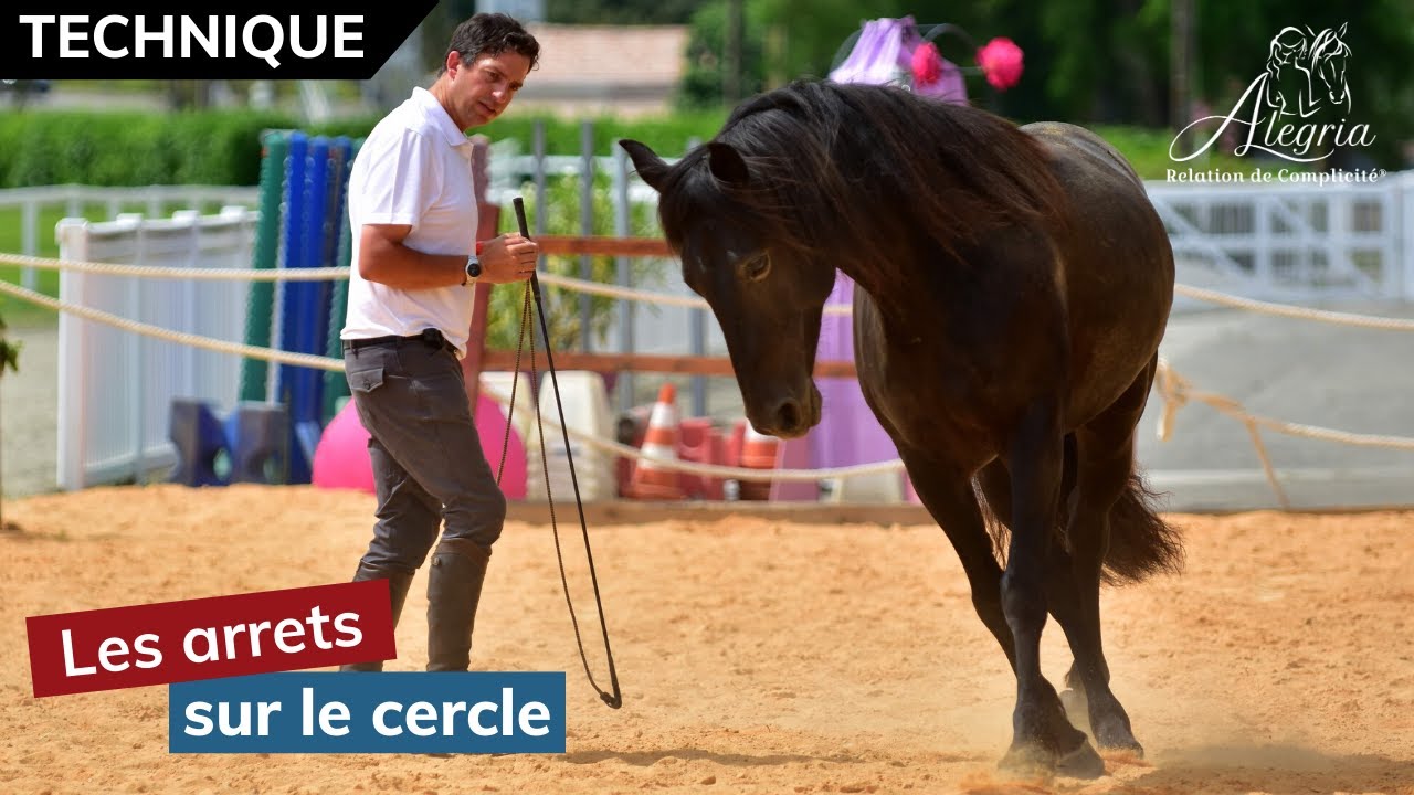 [ EDUQUER SON CHEVAL 👀 ] Arrêter son cheval sur le cercle
