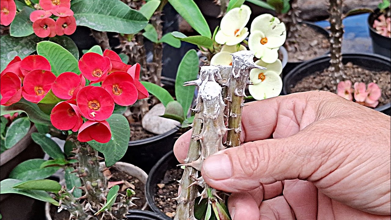 Como ENRAIZAR esquejes de coronas de cristo euphorbia milii Crowm of christ 