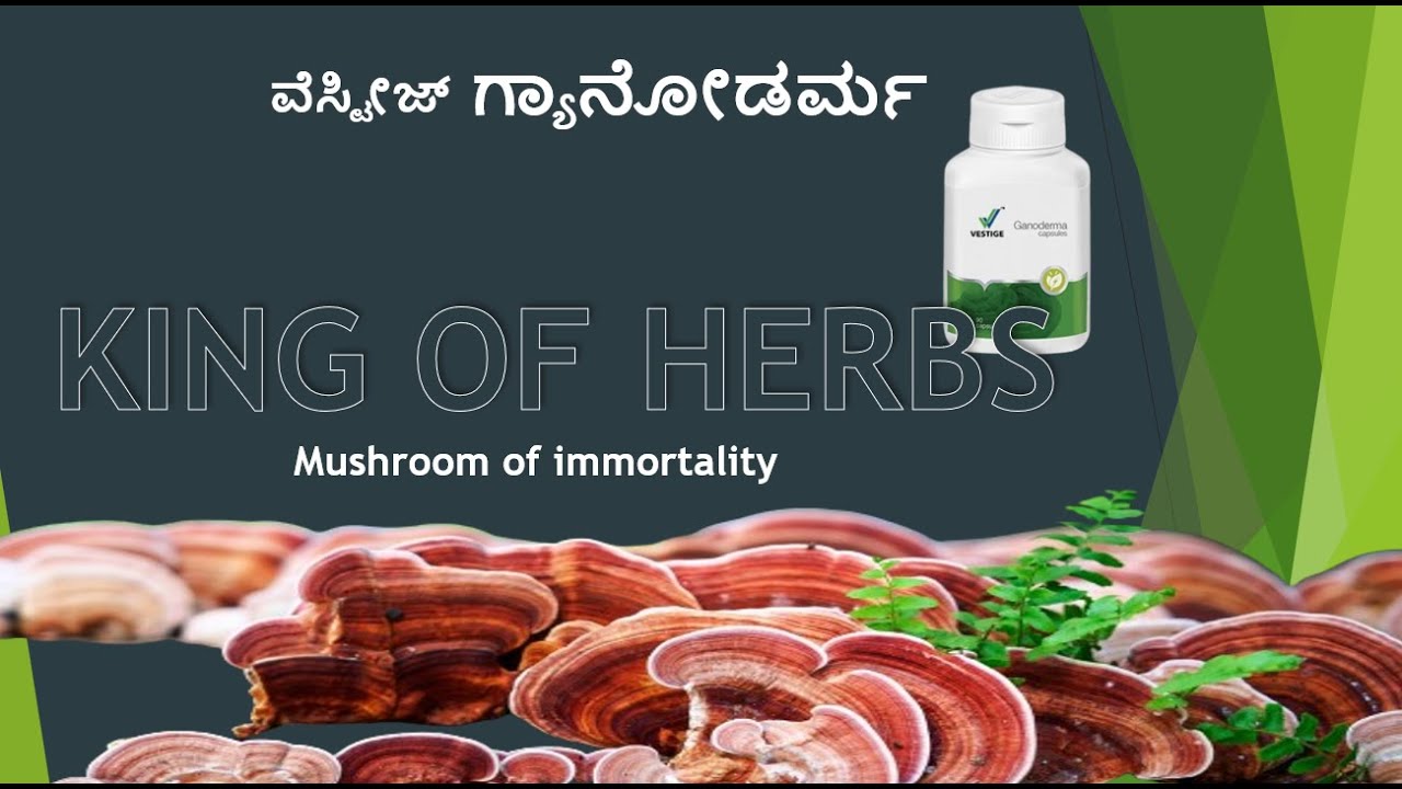 Ganoderma | King of herbs | ವೆಸ್ಟೀಜ್ ಗ್ಯಾನೋಡರ್ಮ | Mushroom of immortality|ಕನ್ನಡ | tumor protection