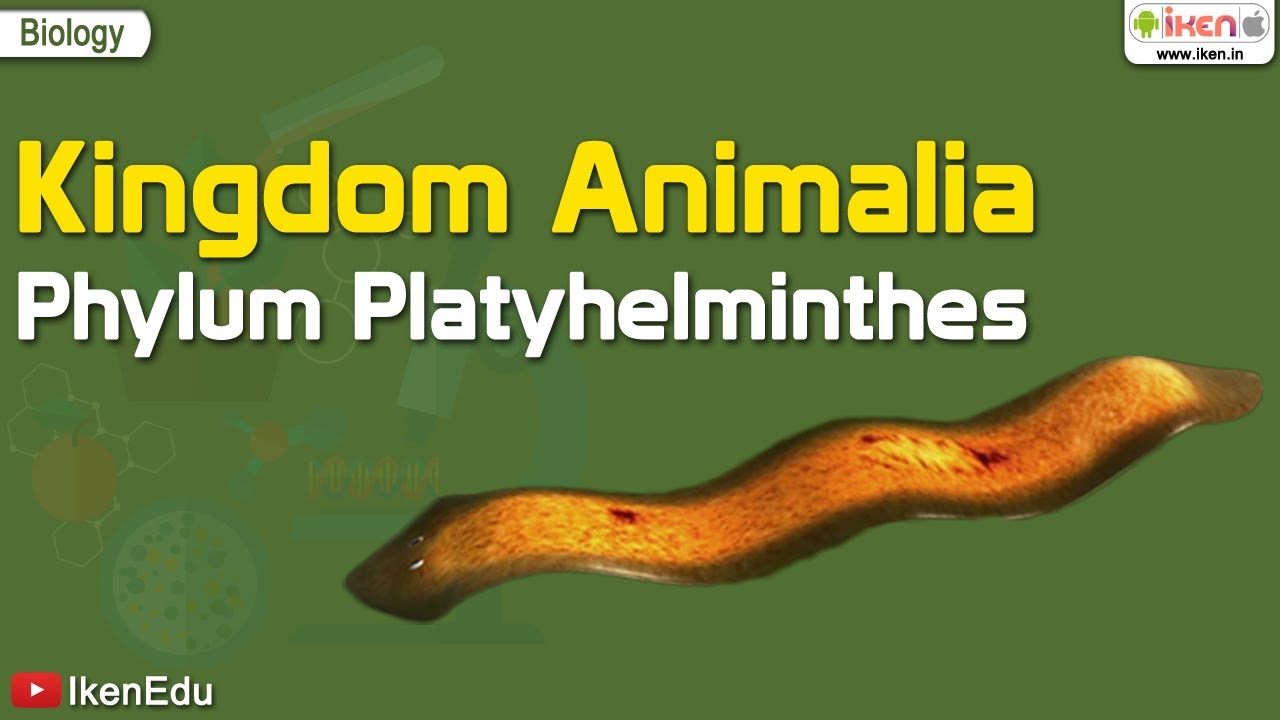 Kingdom Animalia: Phylum Platyhelminthes | Biology | iKen | iKenEdu | iKenApp