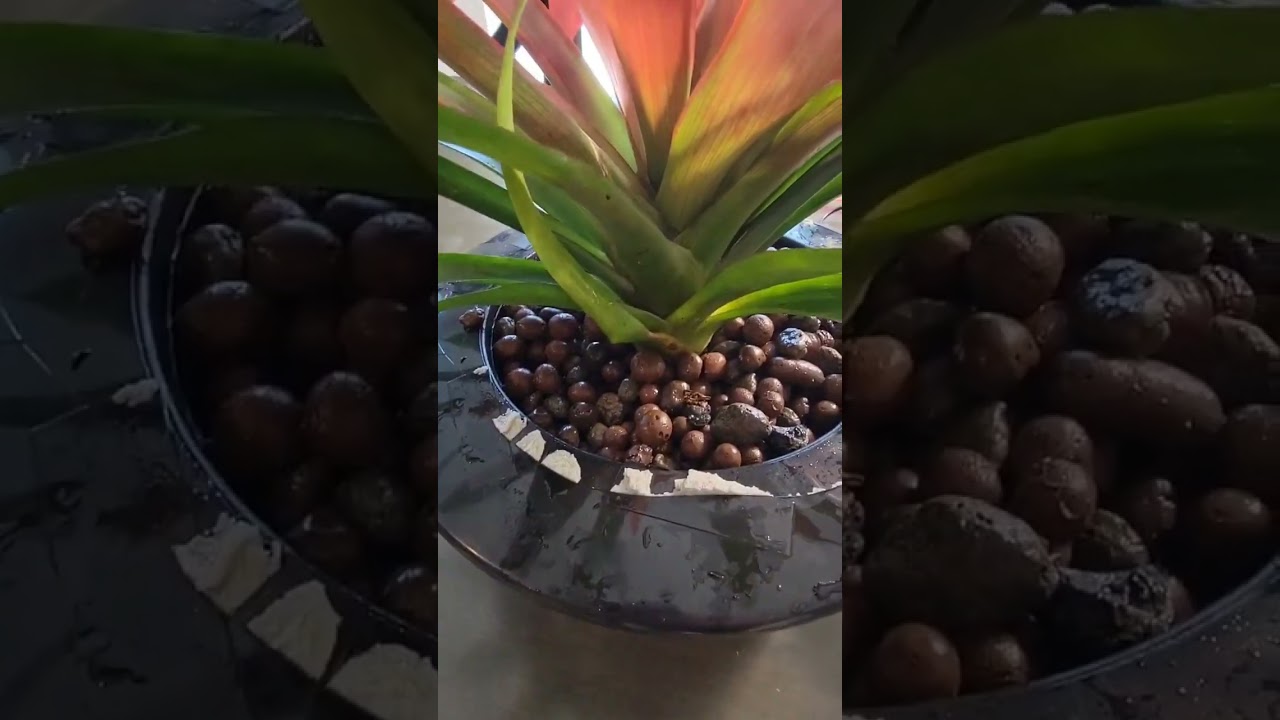 How to Transition a Plant to Hydroponic #how #easy #diy #hydroponics #indoorgardening #orchid