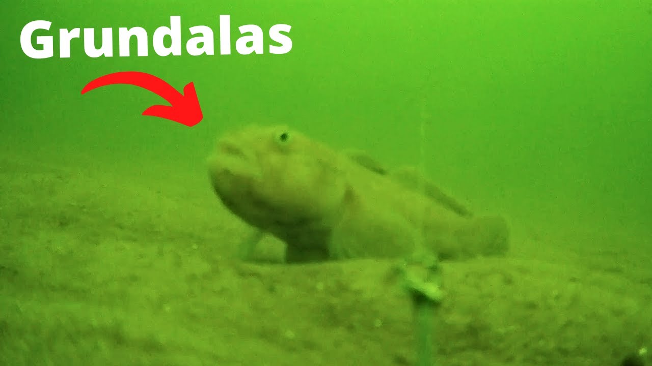 Grundalų ir plekšnių žvejyba Liepojoje per naktį. Nufilmavau, kas dedasi po vandeniu