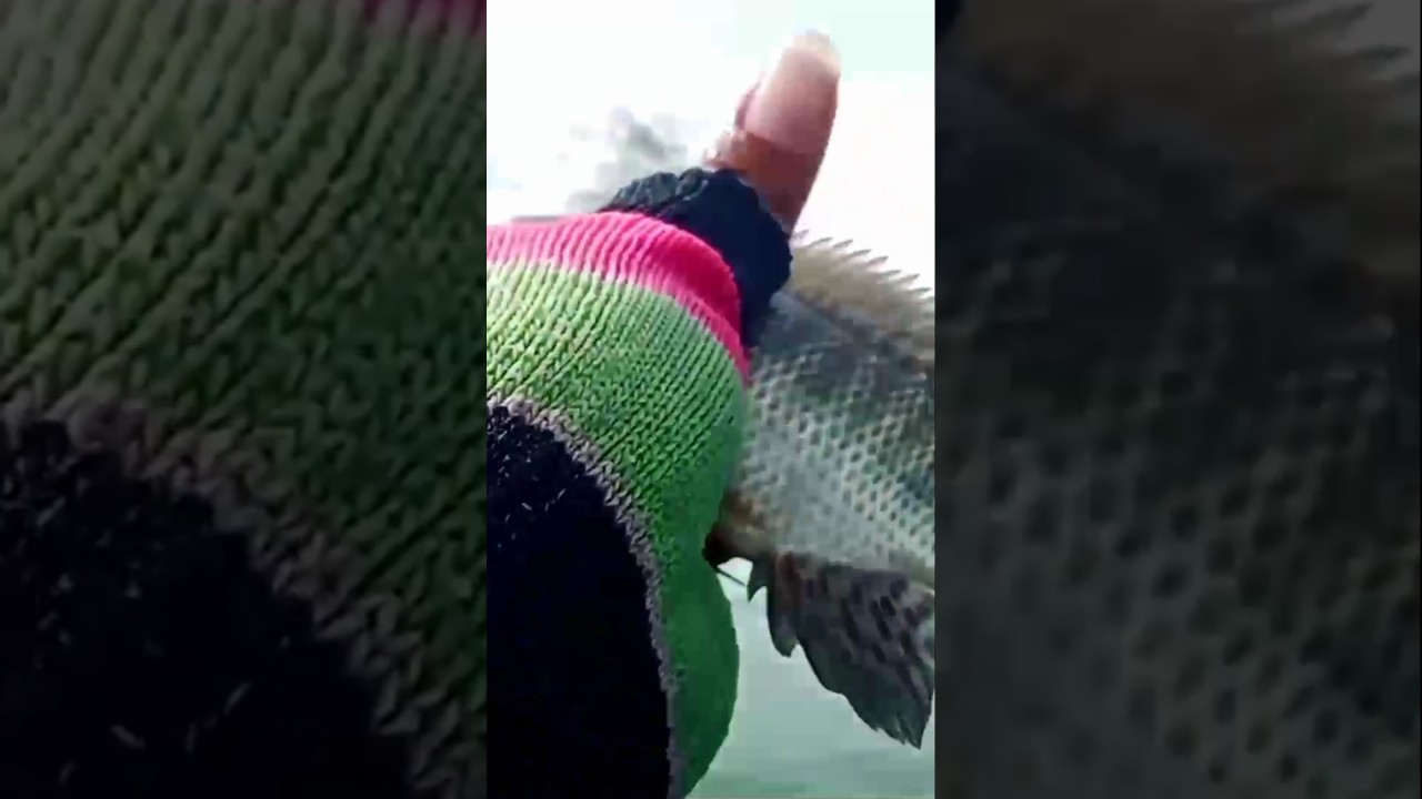 mancing nyobok di musim penghujan 