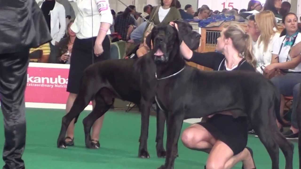 WDS - 2013 Great Dane, color blaсk, Champions class.