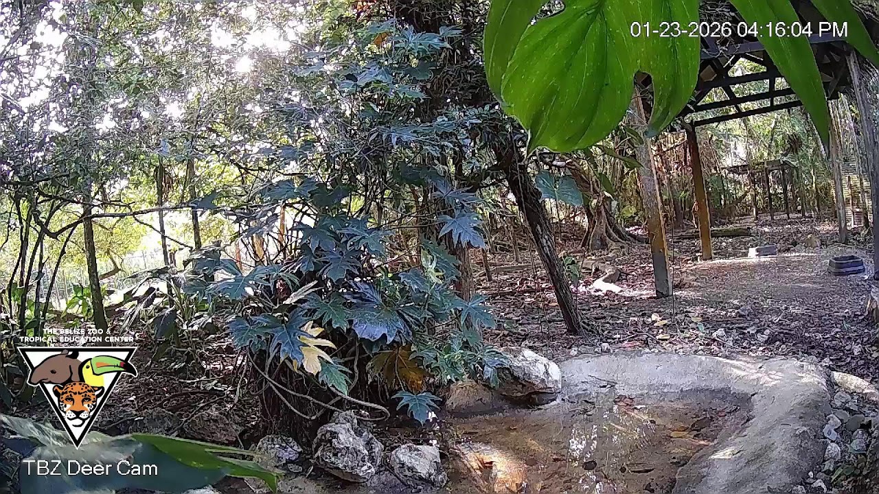 The Belize Zoo Live Cam
