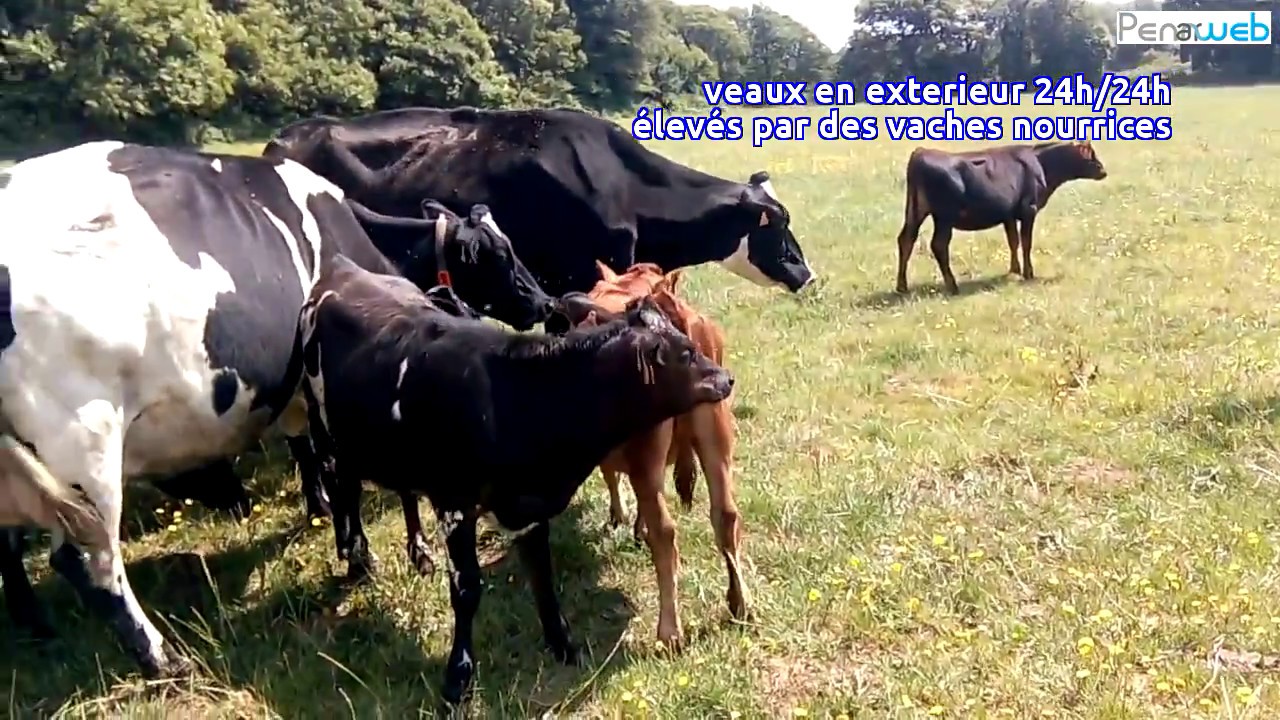 Exploitation laitière bio à Mahalon (Finistère)
