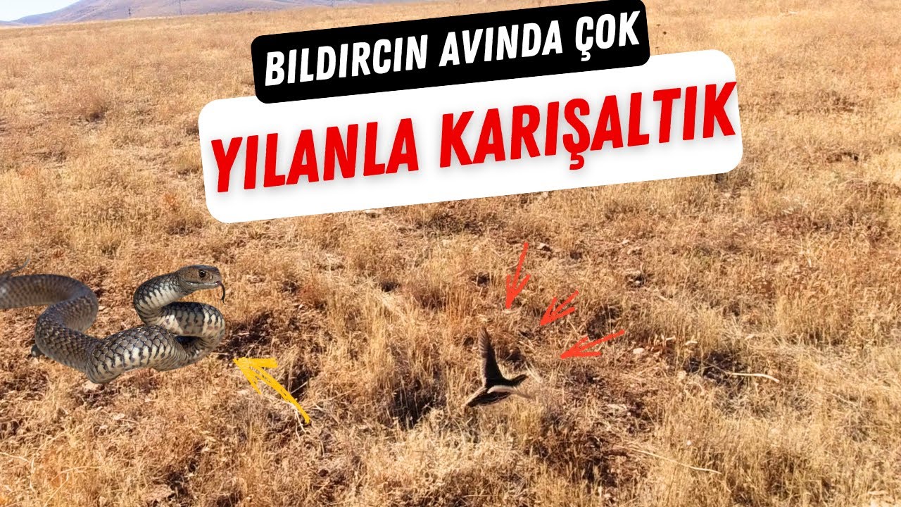 Bıldırcın Avında ŞOK! Tavşan ve Yılanla Karşılaştık – Doğada Nefes Kesen Anlar!
